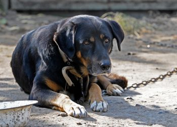 This is a picture of a dog chained up.