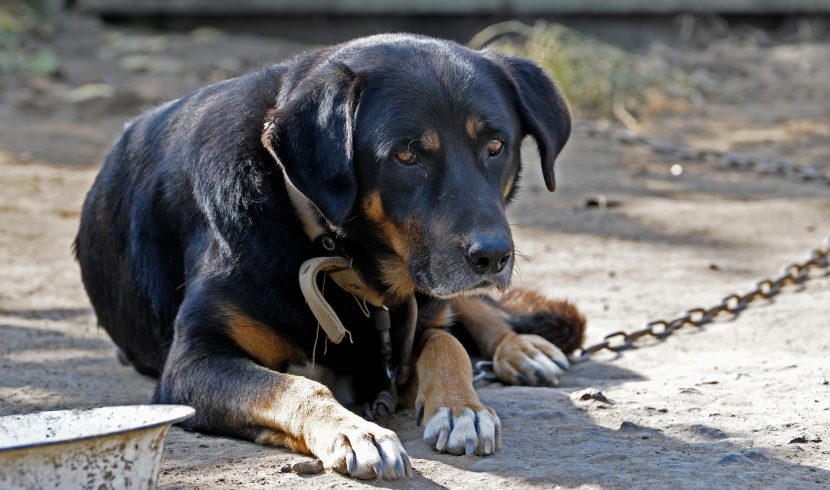 This is a picture of a dog chained up.