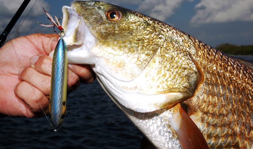 Heading Outdoors: Stay on top of saltwater action for big redfish - Alabama  Daily News