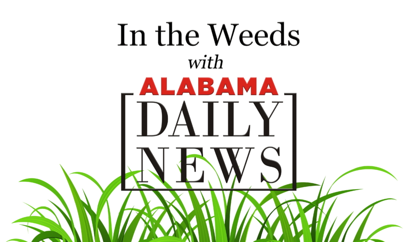 In the Weeds: On to the next election
