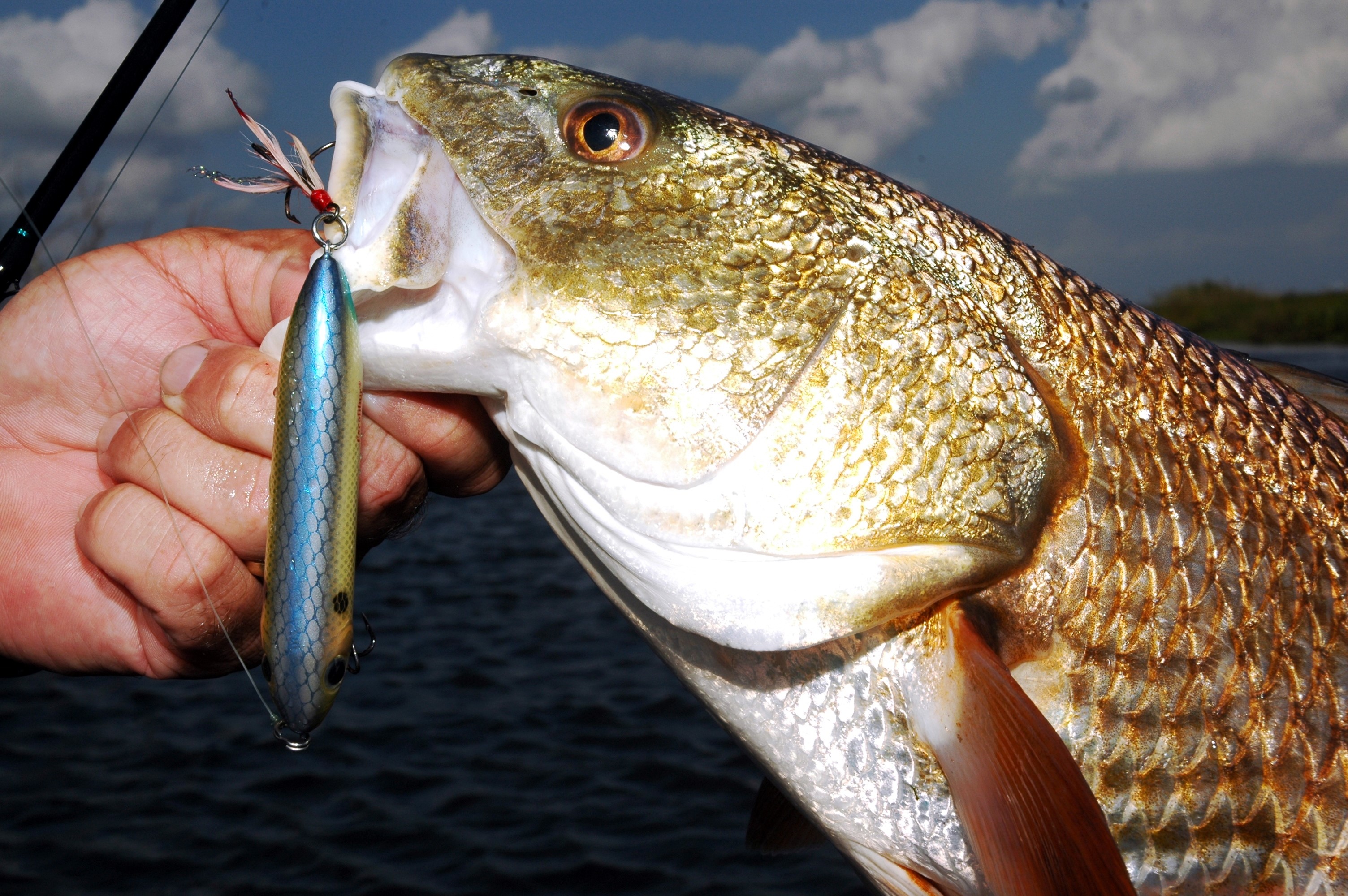 Heading Outdoors: Stay on top of saltwater action for big redfish - Alabama  Daily News