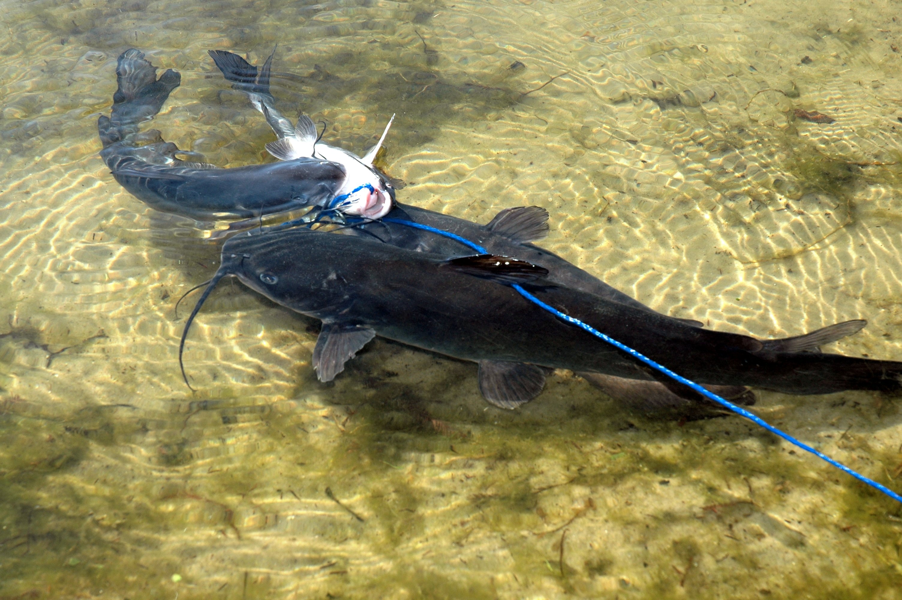Menuju Luar Ruangan: Ikan Lele Kanal Menawarkan Olahraga Besar bagi Para Pemancing dari Segala Usia