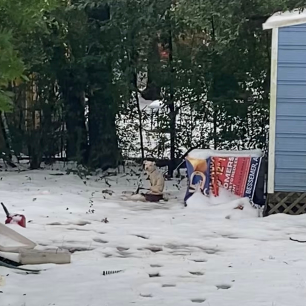 La casa votará sobre la Ley de Beau después de que defensores del bienestar animal se reúnan en la Casa del Estado.