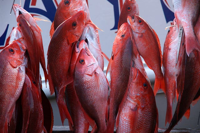 Red Snapper Fishing Capacities Increased for the Gulf of Mexico ...